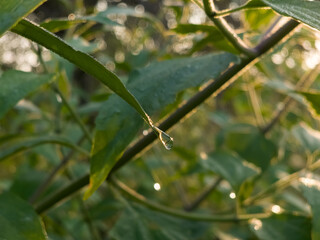 A stunning a single, shimmering water droplet hanging precariously from the tip of a narrow, bright green leaf.
