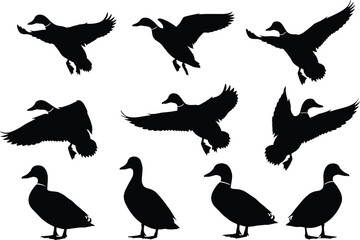 Silhouette vector illustration of flying and standing ducks, wildlife bird shapes collection, duck flock in motion, nature animals design elements, isolated