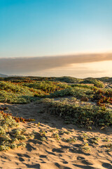 Sunset Over Coastal Landscape with Succulent Plants
A peaceful coastal scene featuring sandy dunes and lush succulent plants at sunset, perfect for nature, travel, and lifestyle themes