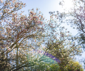 Cherry blossoms in sunlight, spring bloom, spring scenery, scene of early March April May