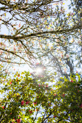 Cherry blossoms in sunlight, spring bloom, spring scenery, scene of early March April May