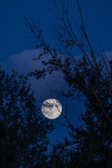 Moon through tree branches with dark blue sky