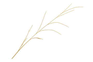 Fototapeta premium Dried grass branch with long thin stems, a natural rustic element with transparent background for design