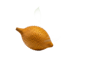 Spiky, ripe Gac fruit, often called the 'vegetable melon,' is a tropical fruit with a vibrant orange exterior and unique texture, highlighting its potential health benefits and culinary uses