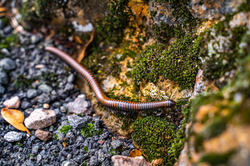 Macro shot of a Tylobolus millipede crawling on mossy rocks in Mount Tamalpais, California