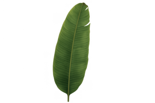 Green banana leaf showing tropical botany and natural flora texture on transparent background
