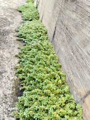 Wild Plants Crawling Through Cracks in Concrete and Old Walls