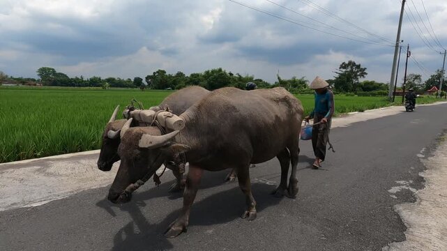 Farmer and Buffalo Walking Past Paddy Fields &ndash; Java, Indonesia, South East Asia - November 16th 2025