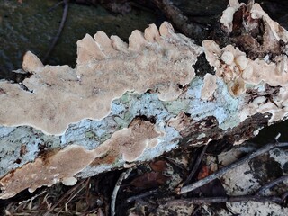 Bracket fungus and blue stained wood in forest decay cycle.