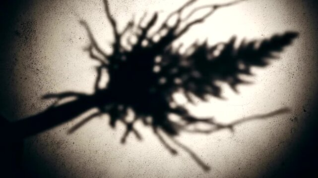 Shadowy silhouette of a plant against a textured background, evoking mystery and nature's beauty