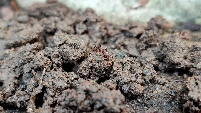 Odontomachus bauri or trap-jaw ant. This ant has unique jaw adaptations for hunting and survival, making it a fascinating species.