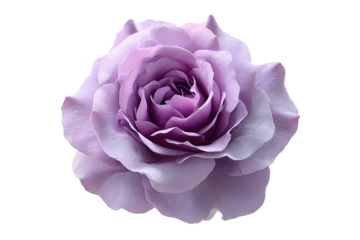 Lavender rose blossom layered petals against a dark background