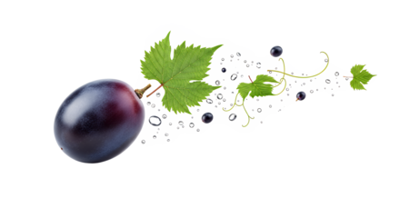 Ripe dark grape with leaves and water droplets against a white background