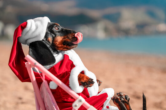 A portrait of a cute dachshund dog dressed as Santa Claus lying on the beach on a sunny day, licking his lips and making funny faces a joyful depiction of Christmas in the tropics. - Powered by Adobe