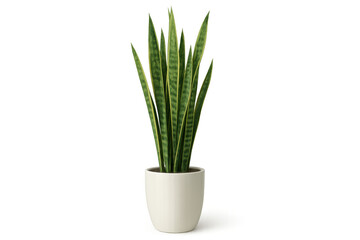 Fototapeta premium Sansevieria snake plant in white pot for home, office, or indoor decoration on transparent background