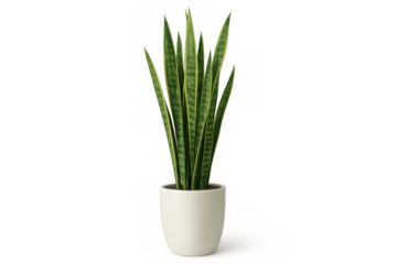 Sansevieria snake plant in white pot for home, office, or indoor decoration on transparent background