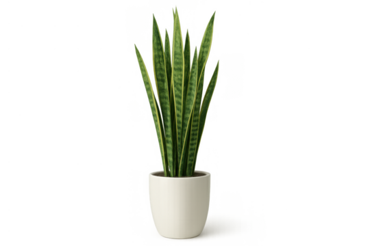 Sansevieria snake plant in white pot for home, office, or indoor decoration on transparent background - Powered by Adobe