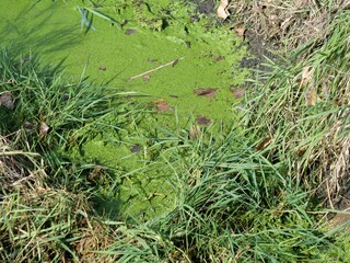 Aquatic Plants Growing in a Still Pool of Boulder Creek in Late Autumn, Teller Farm North Trail, Boulder, Colorado