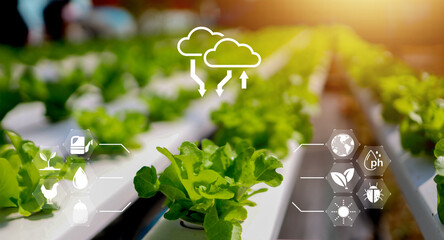 Modern hydroponic farm with fresh green lettuce growing under sunlight and digital smart farming icons representing data monitoring, sustainable agriculture, and eco-technology innovation. © wasan