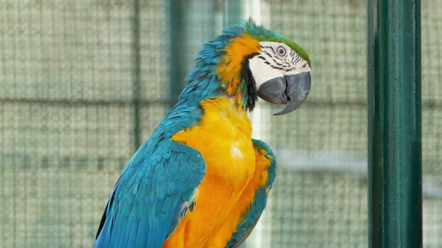 Explore stunning colors and details of macaw parrots in their aviary environment.