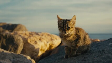 Small tabby kitten sits alone on coastal rocks, bathed in golden evening light in a quiet seaside village. It looks lost and alone.