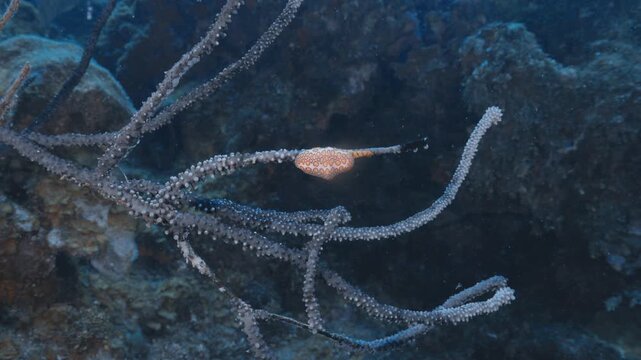 Flamingo Tongue Snail Crawling on Vibrant Coral Reef &mdash; Detailed Close-Up of Tropical Marine Invertebrate in Peaceful Underwater Habitat &mdash; Filmed in Stunning 4K 60 FPS for Stock Footage