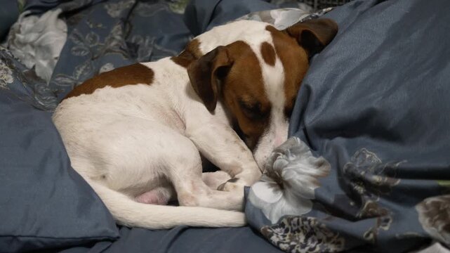 A cozy scene of a small, white and brown dog peacefully sleeping on a floral bed. Gentle comfort and restful moments are captured in this sweet clip.