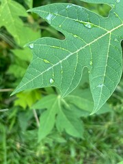 Green papaya leaves with water drops.