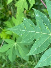 Green papaya leaves with water drops.