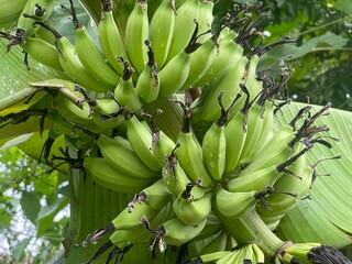 Bunch of green bananas still on the tree
