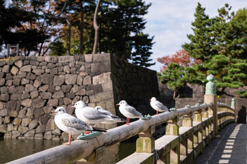 Birds on the bridge of Wadakura fountain park, Tokyo, Japan