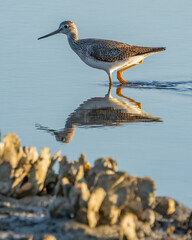 Greater Yellow Legs looking for a meal