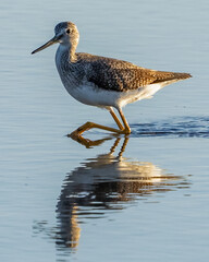 Greater Yellow Legs looking for a meal