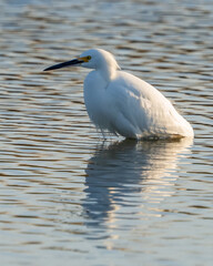 Great white egret 