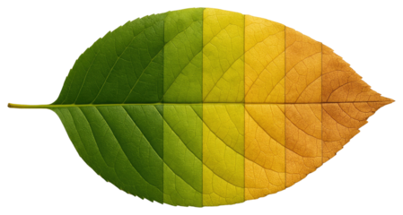 Leaf Showing Gradual Color Change From Green To Brown Across Its Surface yellow orange isolated on a transparent background