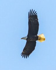 Bald Eagle in flight