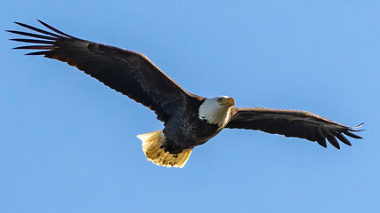 Obraz premium Bald Eagle in flight