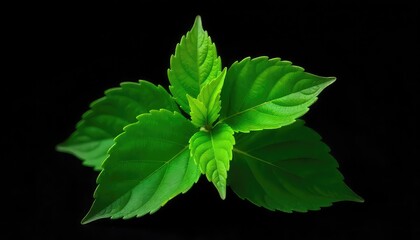 Close up shot of a vibrant green plant with leaves against a stark black background creating contrast