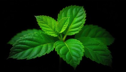 A close up shot of a vibrant green mint plant against a stark black background in sharp focus view