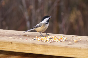 A Black-capped Chickadee in the Woods