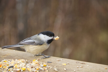 A Black-capped Chickadee in the Woods