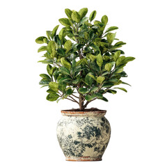 Potted plant, lush green foliage, ornate pot