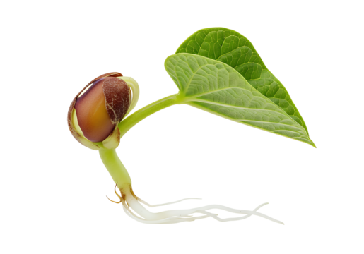 Bean seedling emerging with fresh green leaf and vibrant roots, symbolizing new life, growth, and organic agriculture, perfect for gardening themes
