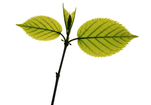 Fresh new leaves emerge, symbolizing growth and renewal, perfect for projects needing a touch of nature, optimism, or the promise of spring time