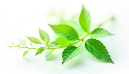 Close up of a branch with green leaves on a white background in soft focus and bright lighting style