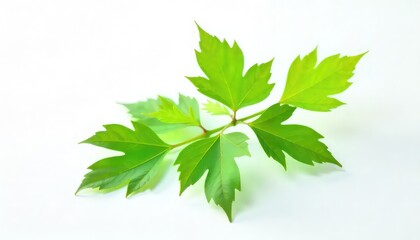 A close up of a vibrant green leaf branch with multiple leaves on a white background studio shot
