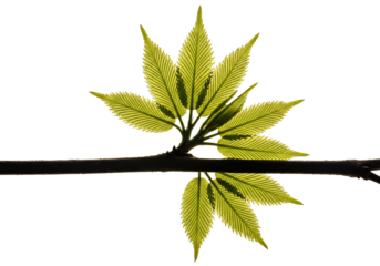 Fresh new growth, vibrant green leaves on a branch, symbolizing spring, renewal, and the beauty of nature's rebirth, ideal for environmental themes
