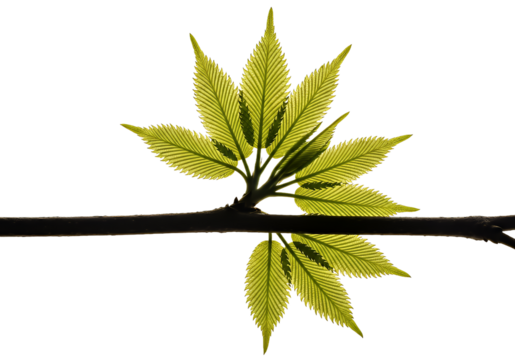 Fresh new growth, vibrant green leaves on a branch, symbolizing spring, renewal, and the beauty of nature's rebirth, ideal for environmental themes