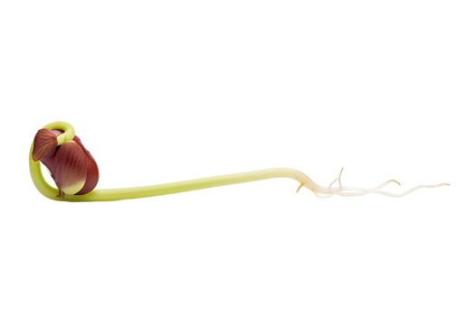 Witness the miracle of life with this vibrant sprouting seed, capturing the essence of growth, renewal, and organic beginnings in stunning detail