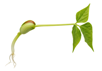 Witness the miracle of life as a bean seed sprouts, showing new growth and vibrant potential in a captivating image of nature's resilience and power